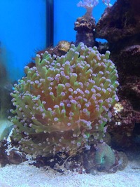 Marine tank closure