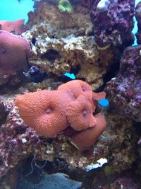 Marine tank closure