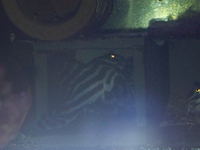 16 ADULT Zebra Pleco Plec L046, L46