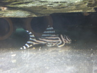 16 ADULT Zebra Pleco Plec L046, L46