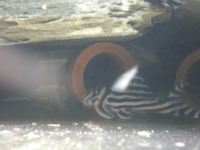 16 ADULT Zebra Pleco Plec L046, L46