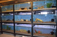 AQUA-SHACK::::High quality African rift lake cichlids