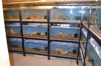 AQUA-SHACK::::High quality African rift lake cichlids