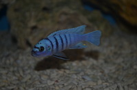 AQUA-SHACK::::High quality African rift lake cichlids