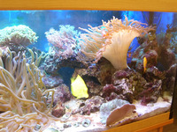 Complete Marine tank, sumps, equipment