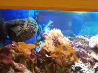 Complete Marine tank, sumps, equipment