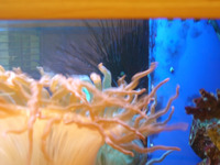 Complete Marine tank, sumps, equipment