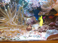 Complete Marine tank, sumps, equipment