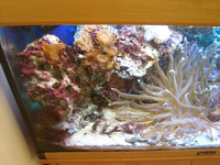 Complete Marine tank, sumps, equipment