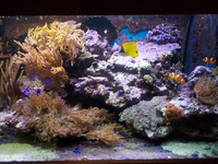 Contents of 4x2x2 reef for sale