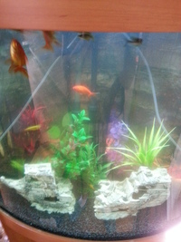 Aqua one 190l corner tank with lots of extras.