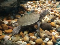 UPDATED EDMONTON AQUATICS STOCKLIST 10th Jan 2015