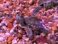UPDATED EDMONTON AQUATICS STOCKLIST 10th Jan 2015