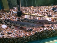 UPDATED EDMONTON AQUATICS STOCKLIST 10th Jan 2015