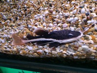 UPDATED EDMONTON AQUATICS STOCKLIST 10th Jan 2015
