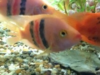 UPDATED EDMONTON AQUATICS STOCKLIST 10th Jan 2015
