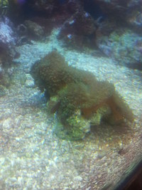 Marine Fuzzy Green Mushroom Coral