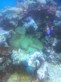 Marine Fuzzy Green Mushroom Coral