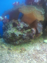 Marine Fuzzy Green Mushroom Coral
