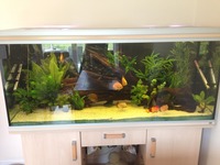 Rena 500ltr with discus
