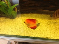 Rena 500ltr with discus