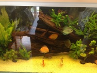 Rena 500ltr with discus