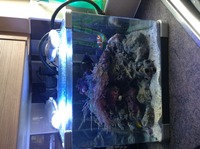 Mature Marine Nano Aquarium