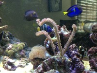 Breaking down large marine tank, selling all fish
