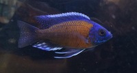 Maidenhead Aquatics@Shirley Current Malawi Stock list (16/8/14)