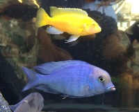 Maidenhead Aquatics@Shirley Current Malawi Stock list (16/8/14)