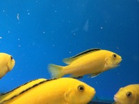 Maidenhead Aquatics@Shirley Current Malawi Stock list (16/8/14)