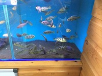 Maidenhead Aquatics@Shirley Current Malawi Stock list (16/8/14)