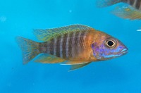 Maidenhead Aquatics@Shirley Current Malawi Stock list (16/8/14)