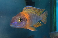 Maidenhead Aquatics@Shirley Current Malawi Stock list (16/8/14)