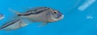 Maidenhead Aquatics@Shirley Current Malawi Stock list (16/8/14)