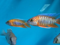 Maidenhead Aquatics@Shirley Current Malawi Stock list (16/8/14)