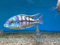 Maidenhead Aquatics@Shirley Current Malawi Stock list (16/8/14)