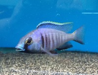 Maidenhead Aquatics@Shirley Current Malawi Stock list (16/8/14)