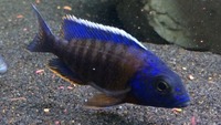 Maidenhead Aquatics@Shirley Current Malawi Stock list (16/8/14)