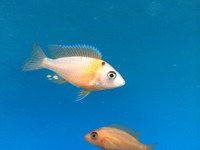 Maidenhead Aquatics@Shirley Current Malawi Stock list (16/8/14)