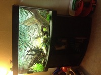 Juwel vision 260 aquarium and fish