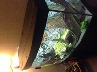 Juwel vision 260 aquarium and fish