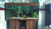 Juwel 180 full setup and african malawi cichlids £125 Manchester
