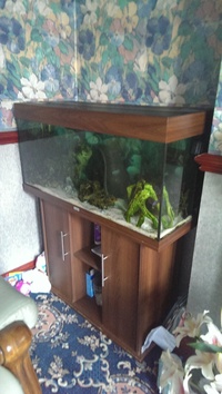 Juwel 180 full setup and african malawi cichlids £125 Manchester