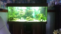 Juwel 180 full setup and african malawi cichlids £125 Manchester
