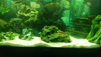 Juwel 180 full setup and african malawi cichlids £125 Manchester