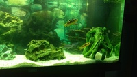 Juwel 180 full setup and african malawi cichlids £125 Manchester