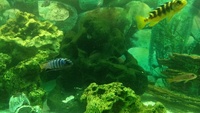 Juwel 180 full setup and african malawi cichlids £125 Manchester