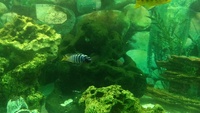 Juwel 180 full setup and african malawi cichlids £125 Manchester
