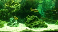 Juwel 180 full setup and african malawi cichlids £125 Manchester